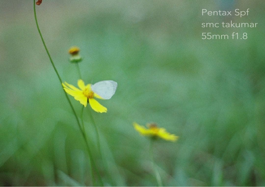 試写作例多数★pentax spf★リザード本革ブラック★美品＊完動品＊初期保証