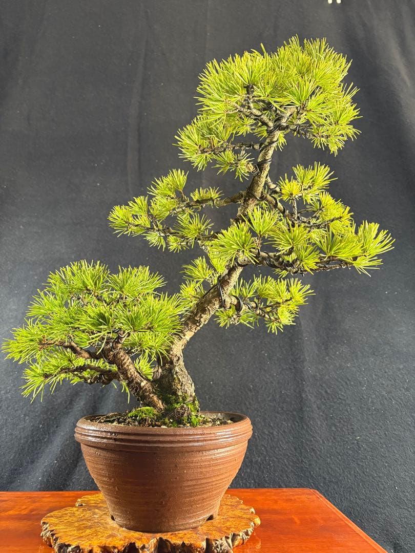 中品盆栽、赤石五葉松、双幹作り 目立った傷や汚れなし