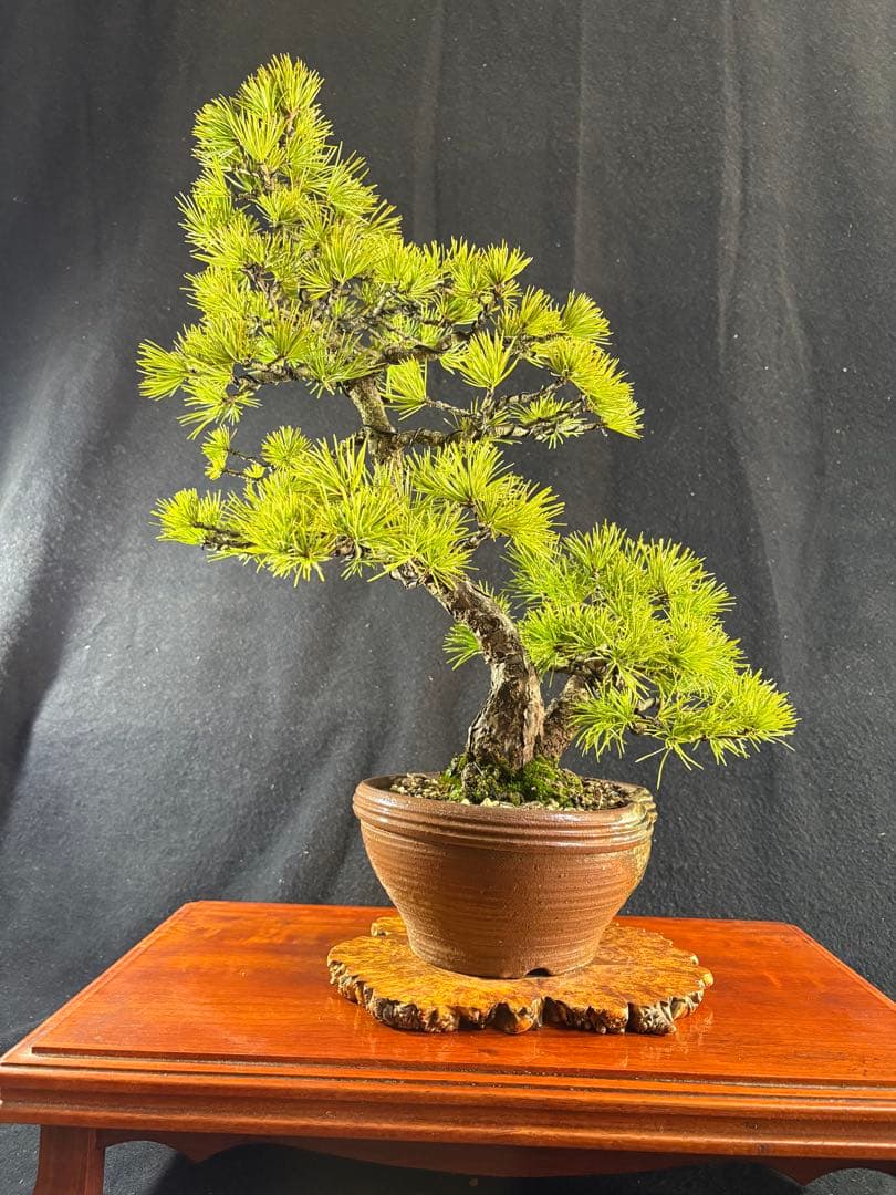 中品盆栽、赤石五葉松、双幹作り 目立った傷や汚れなし