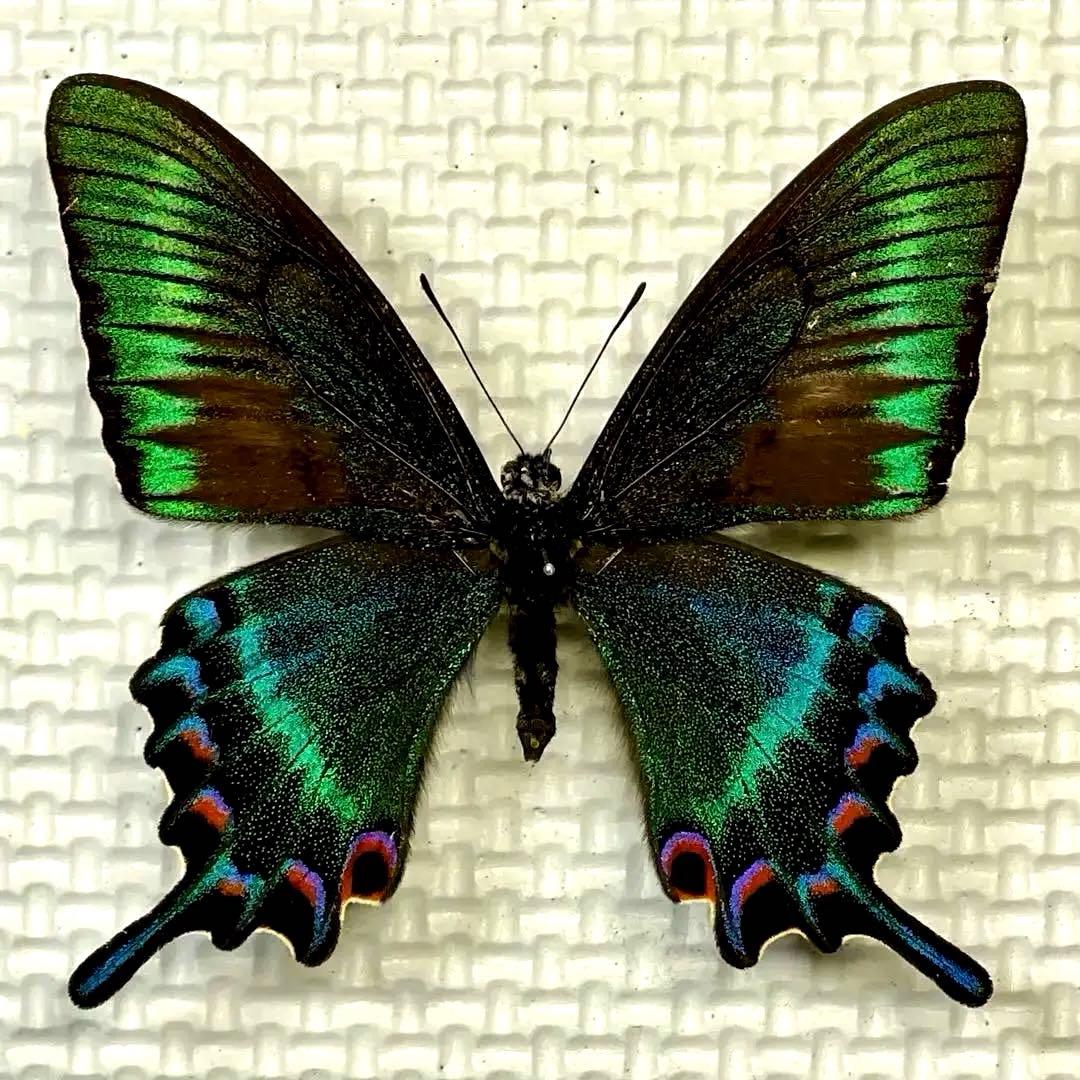 蝶標本　北海道産ミヤマカラスアゲハ春型♂ 採集品　後翅鮮やかな紅色三日月紋　珍品