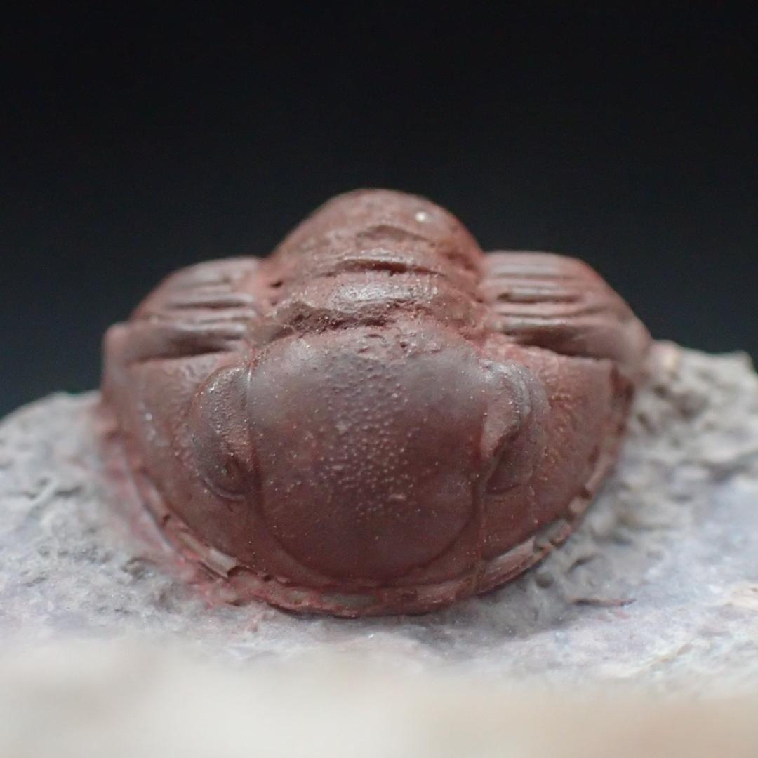 赤い三葉虫の化石 プロエトペルティス モロッコ産 本物保証