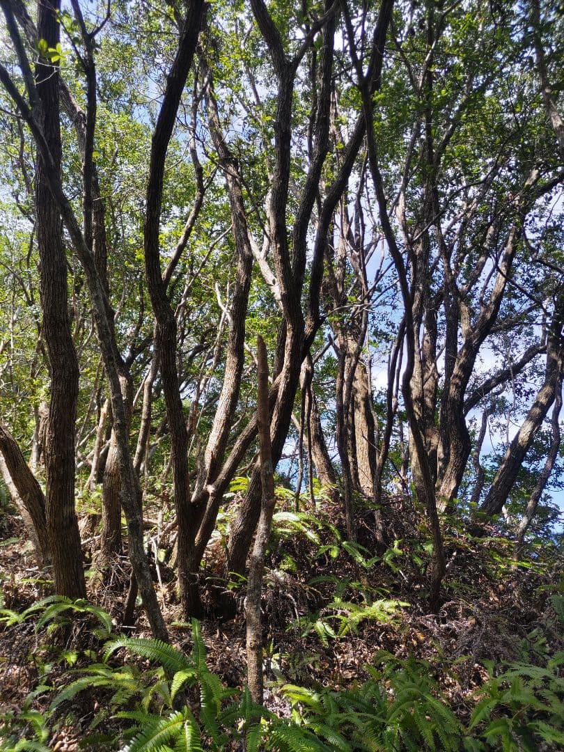 紀州備長炭 七輪用　11kg