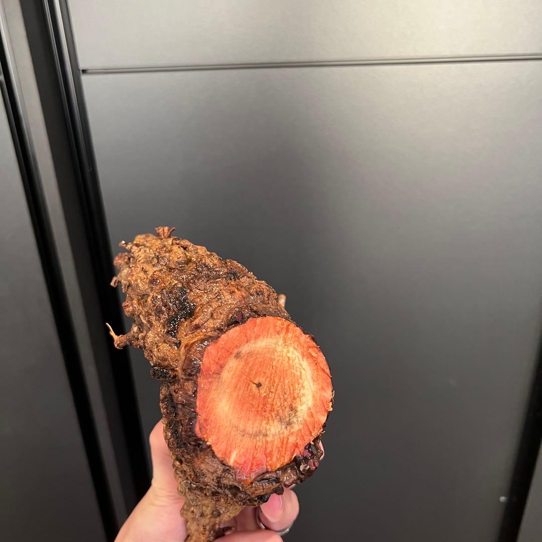 オペルクリカリア パキプス　発根管理中