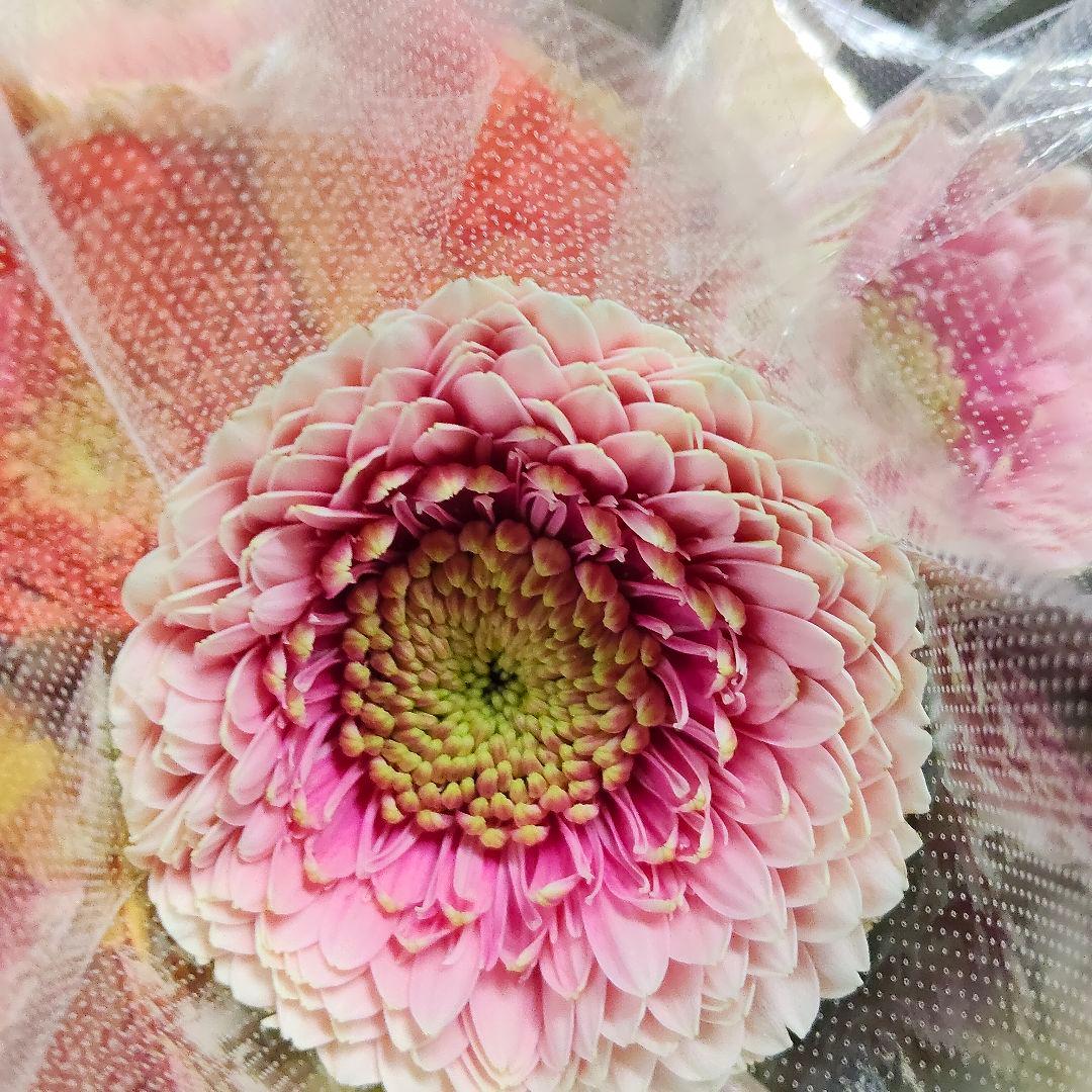 ぽよんちゃ様同梱(切り花 生花 バラ)