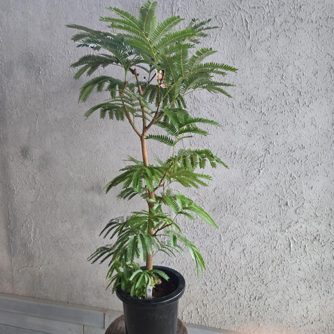 ②　エバーフレッシュ　8号極太　最高等級極上品‼️