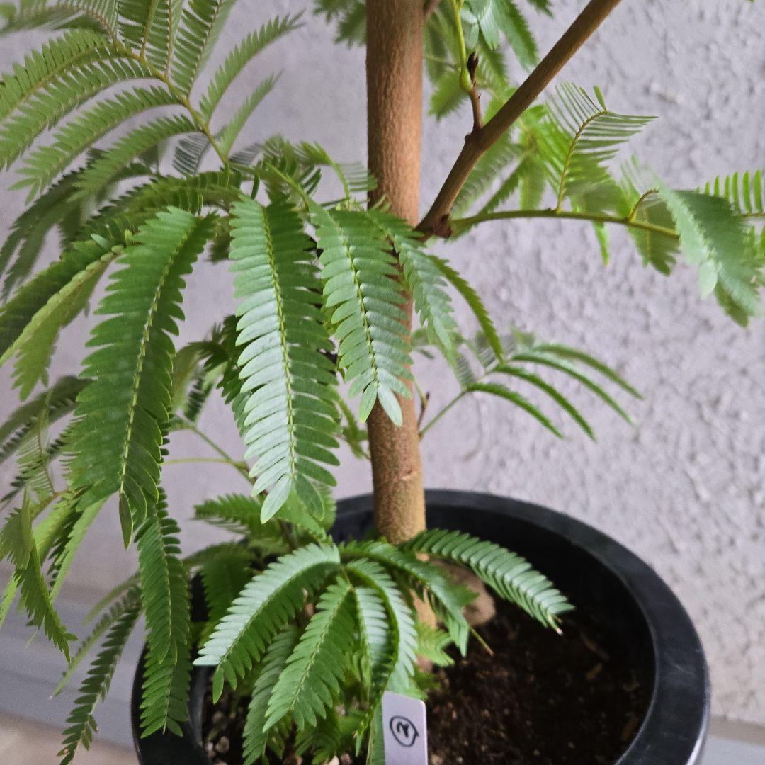 ②　エバーフレッシュ　8号極太　最高等級極上品‼️