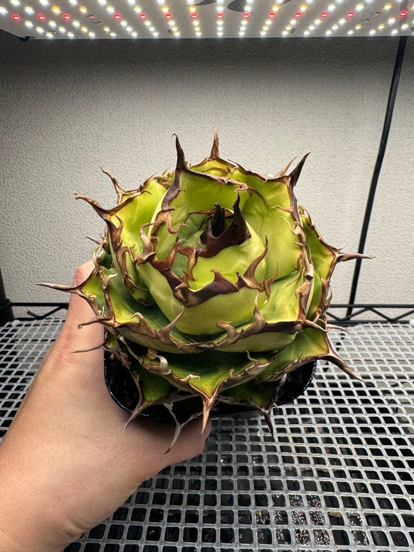 アガベ 実生選抜株ノーネーム(写真株)