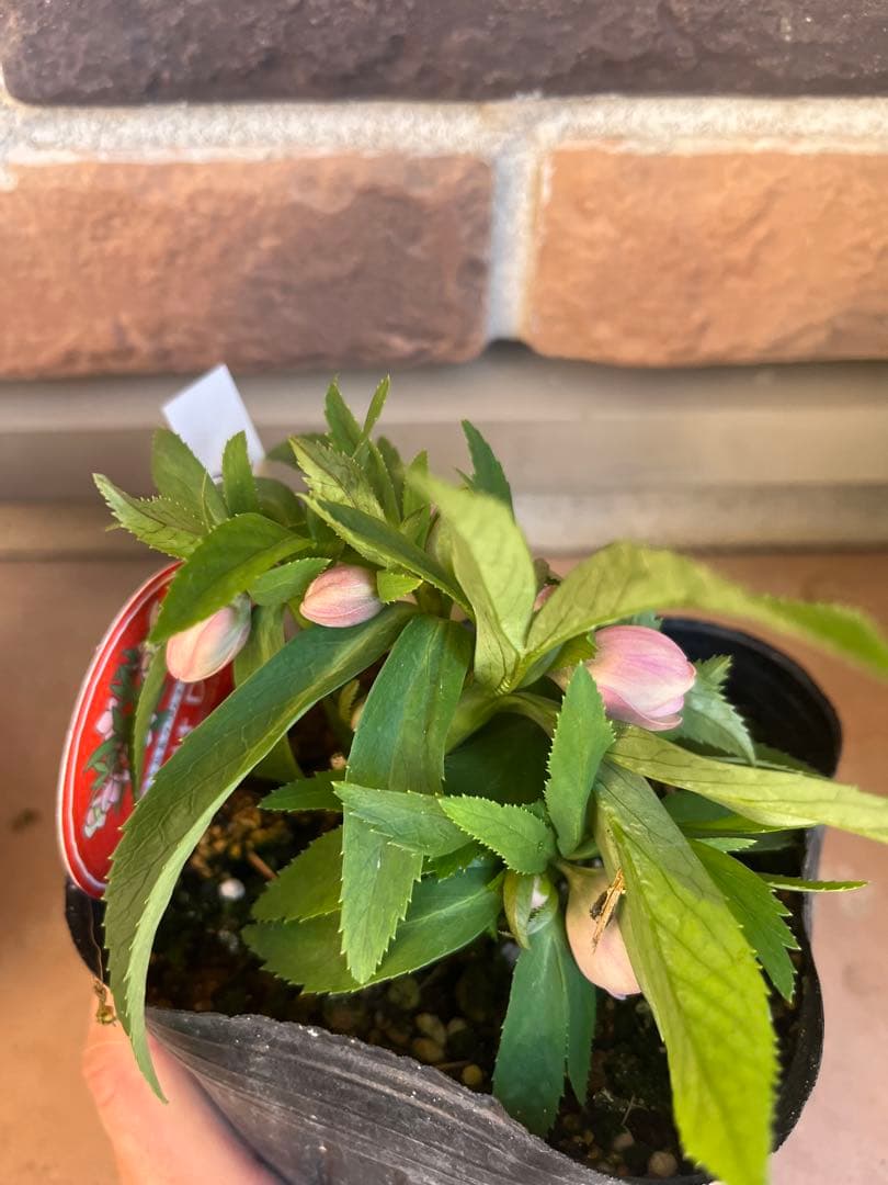 横山園芸　クリスマスローズ　ベビードール