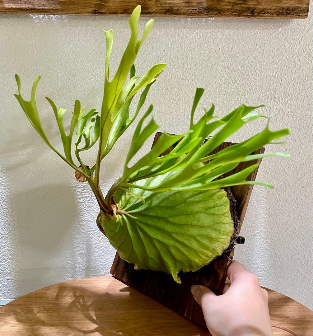 リドレイワイド　胞子培養株