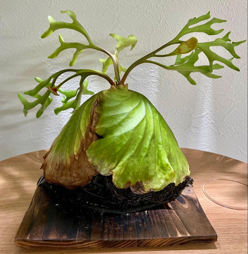 リドレイワイド　胞子培養株