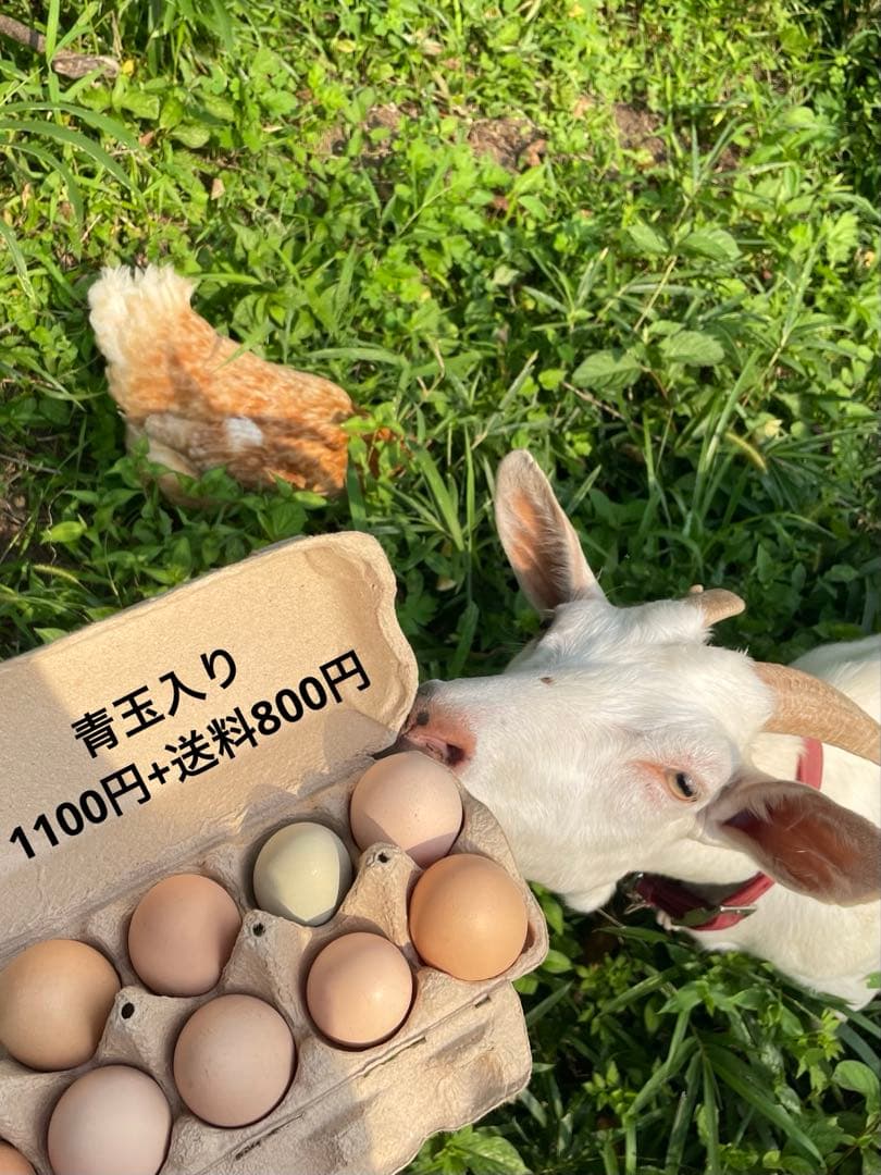 【受付用】結び卵　放し飼い有精卵　終生飼育