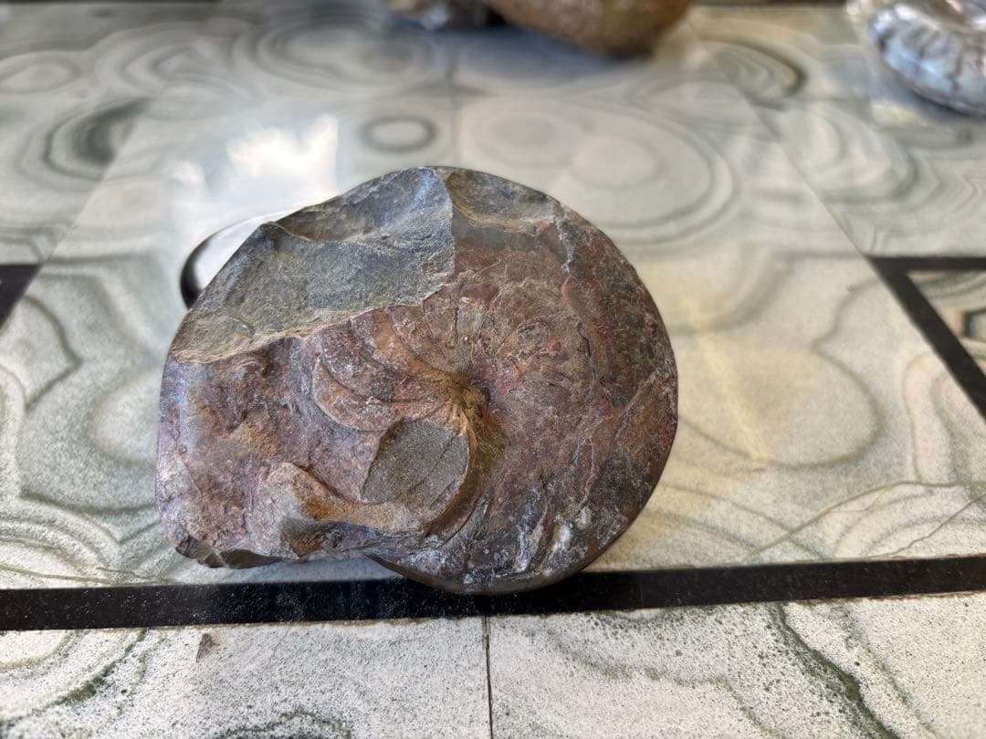 オーム貝　ゴニアタイト　アンモナイト　鉱石　化石　デヴォン紀中期