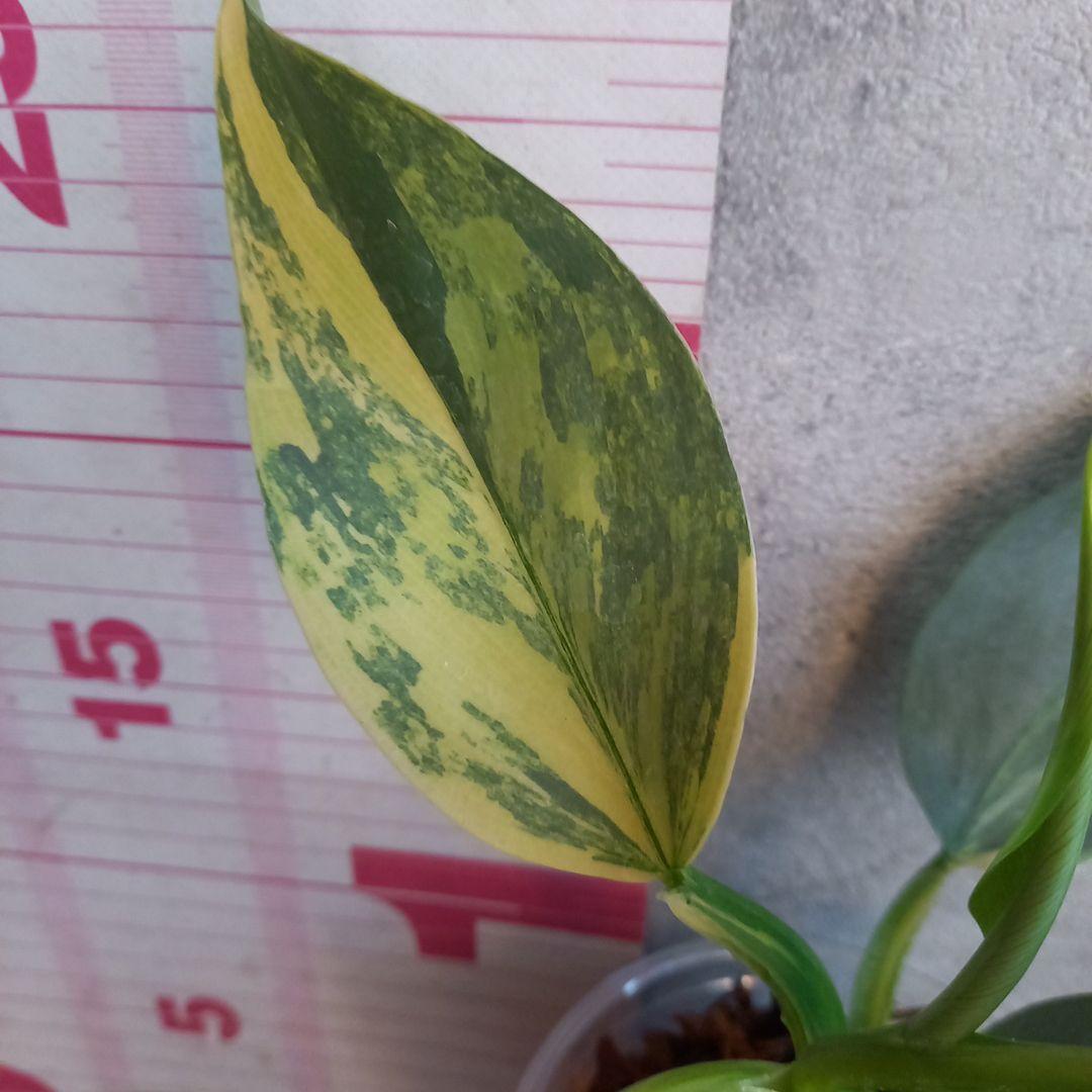 超希少 フィロデンドロン　シルバーソード斑入 (ハスタータム斑入)