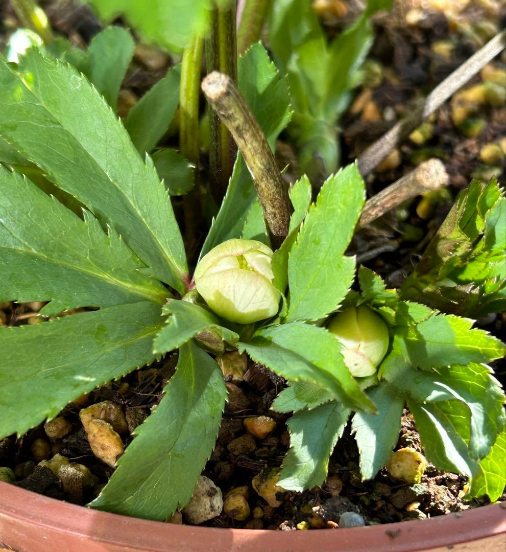 クリスマスローズ　ウィンターシンフォニー　ピンクフラッシュ dd 7号　花芽5