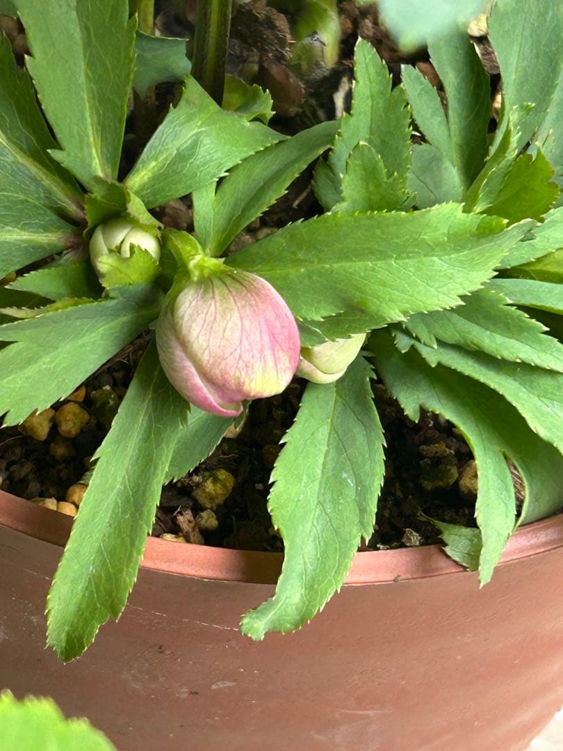 クリスマスローズ　ウィンターシンフォニー　ピンクフラッシュ dd 7号　花芽5