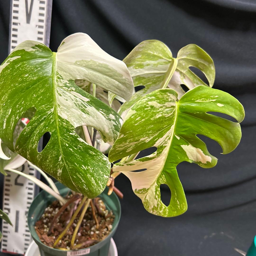 美しい斑入りモンステラボルシギアナホワイトタイガー鉢植えまま発送‼️