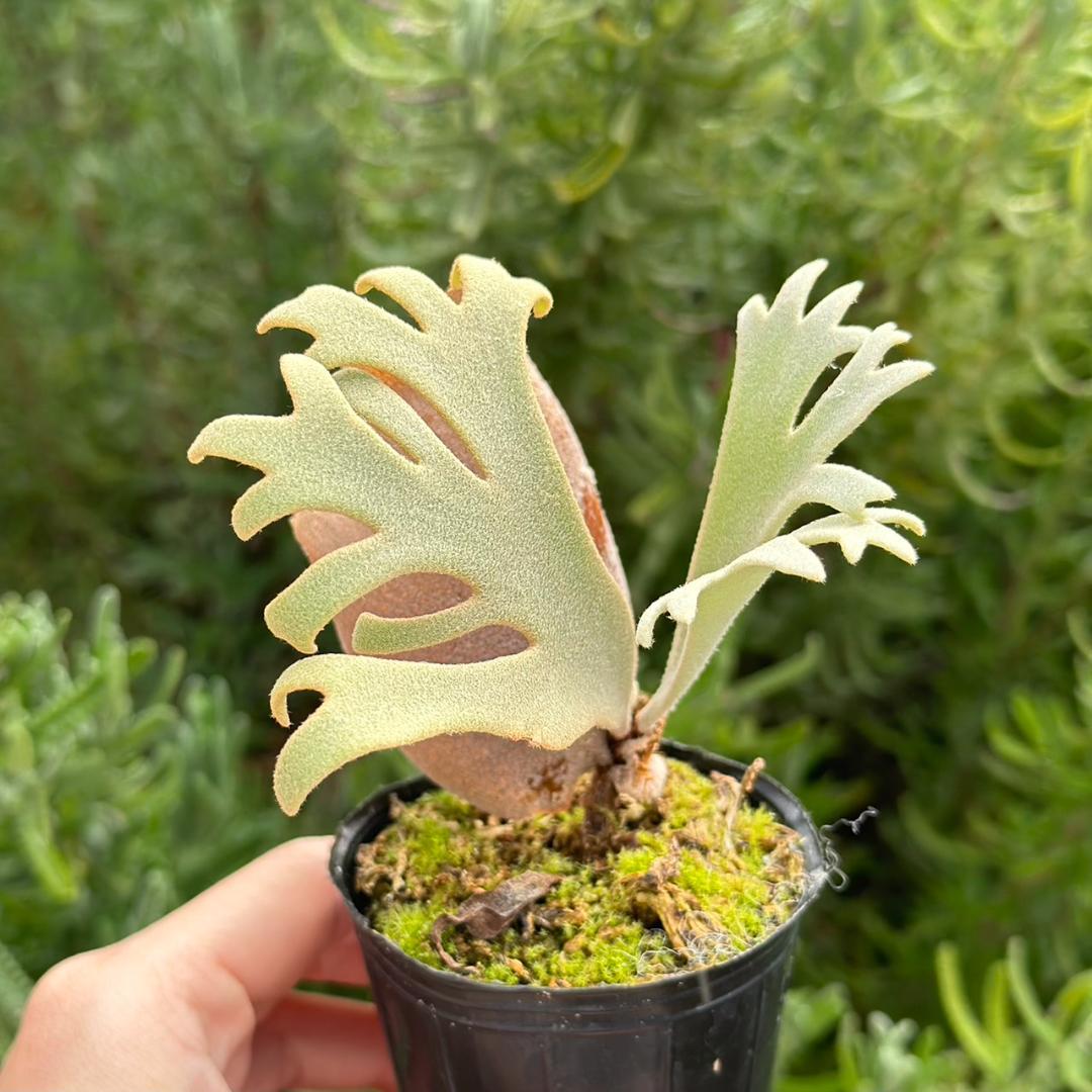 P. willinckii ’Jenny’ TC 2149