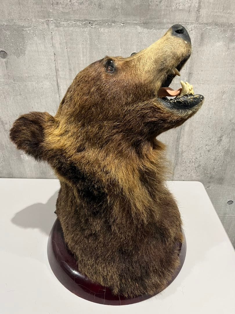 クマ　熊　ヒグマ　トロフィー　置物　剥製　大型