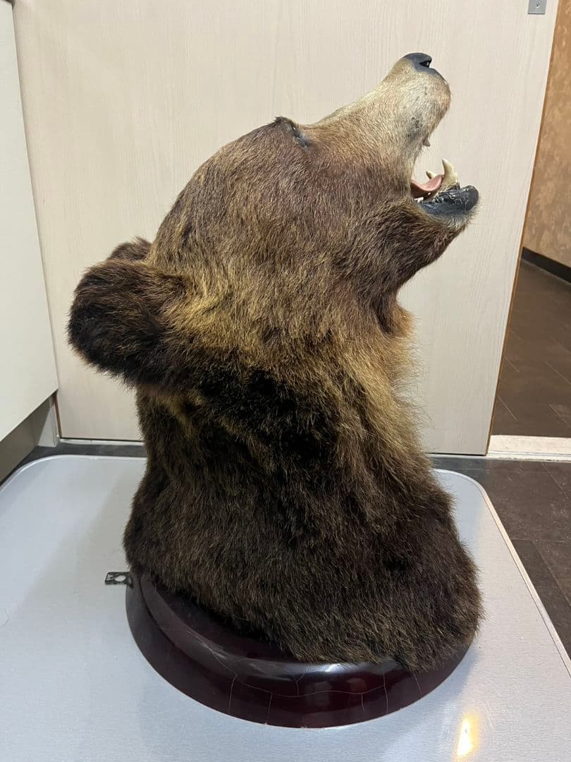 クマ　熊　ヒグマ　トロフィー　置物　剥製　大型