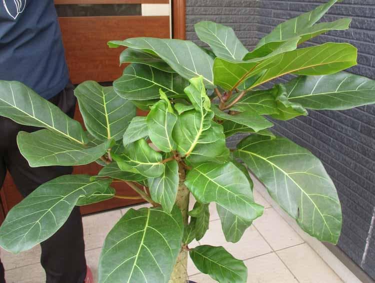 【現品】フィカス・アフリカンプリンス　8号　S5番