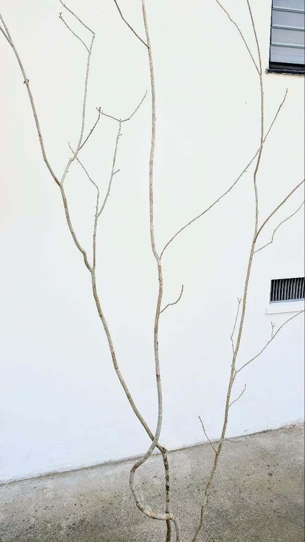 秀。山採りアオダモ。