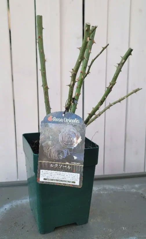 【冬季大苗】バラ苗 ルクソール 国産苗 6号鉢植え