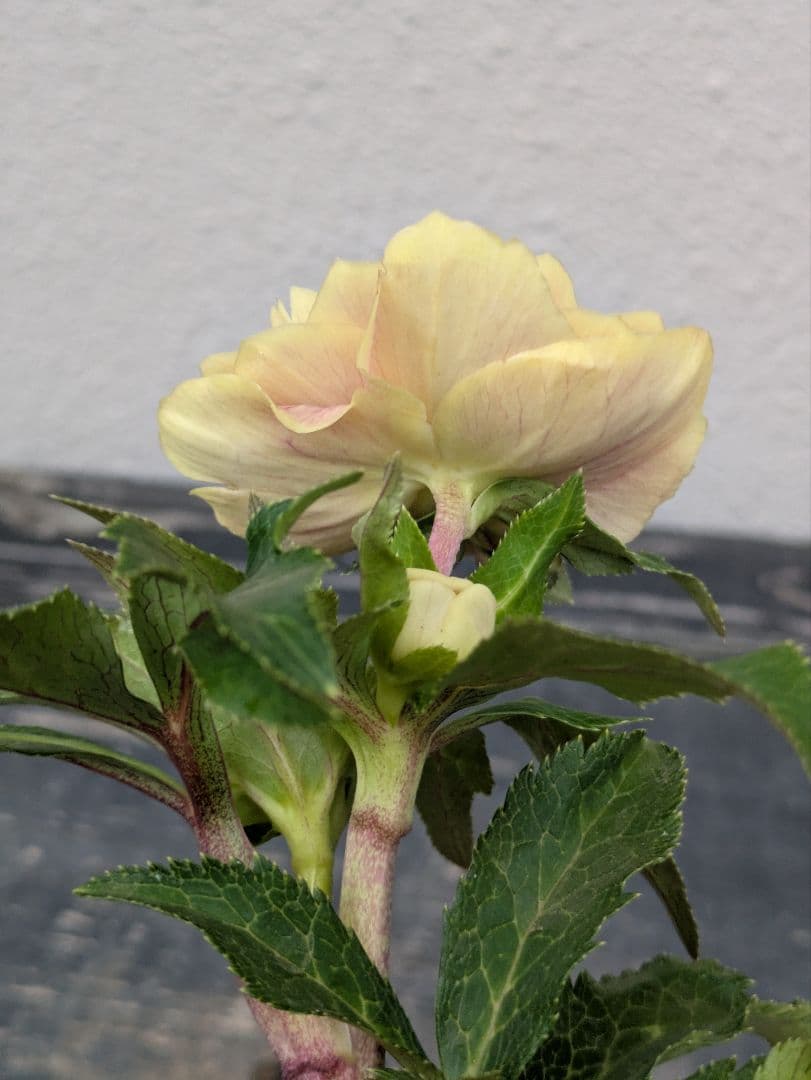 希少◆広瀬園芸 認定タグ付「ソレイユ」イエロータイプ 多弁 極美個体