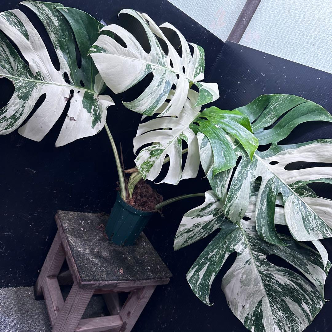 N*e様 斑入りモンステラ ホワイトタイガー極美大株58cm白斑多