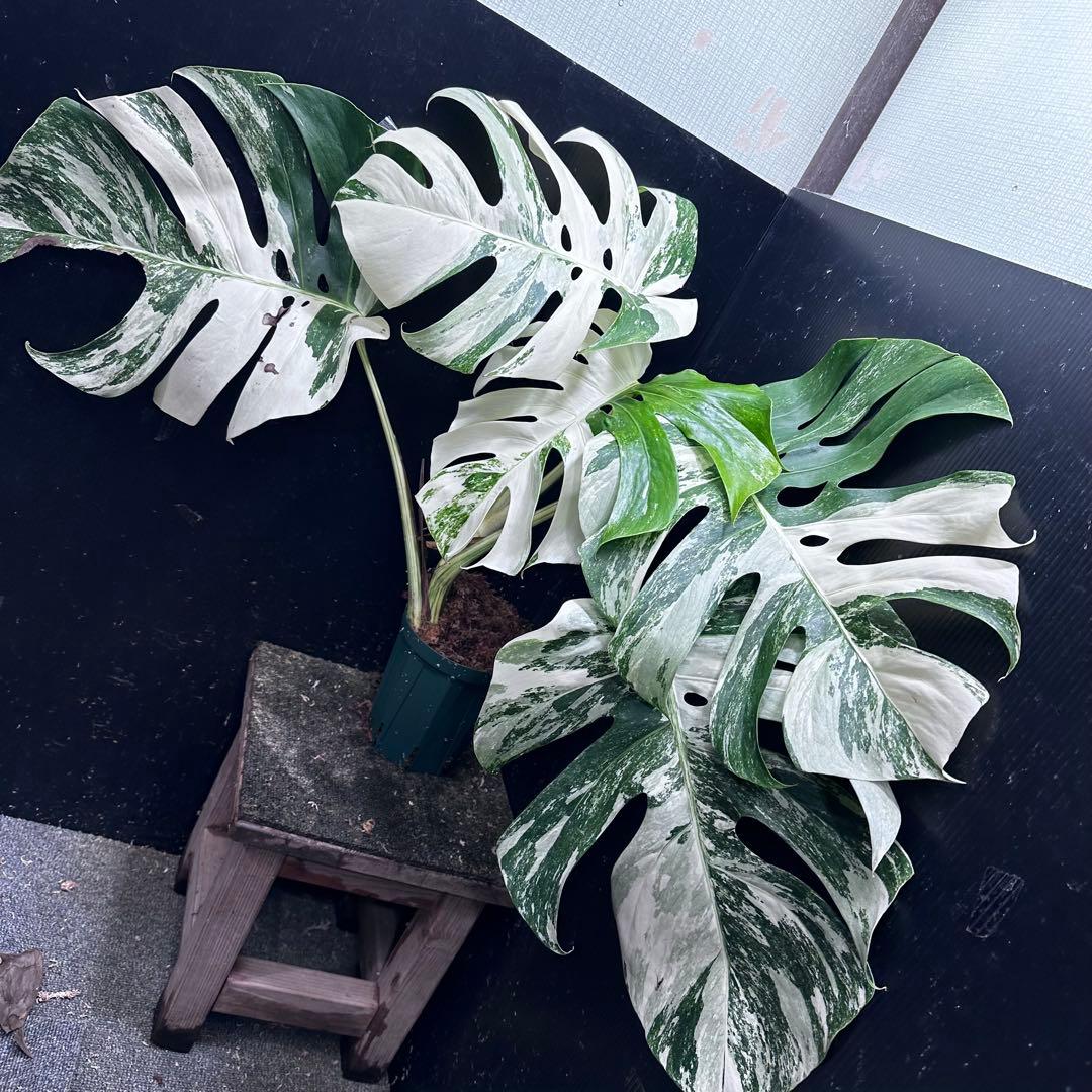 N*e様 斑入りモンステラ ホワイトタイガー極美大株58cm白斑多