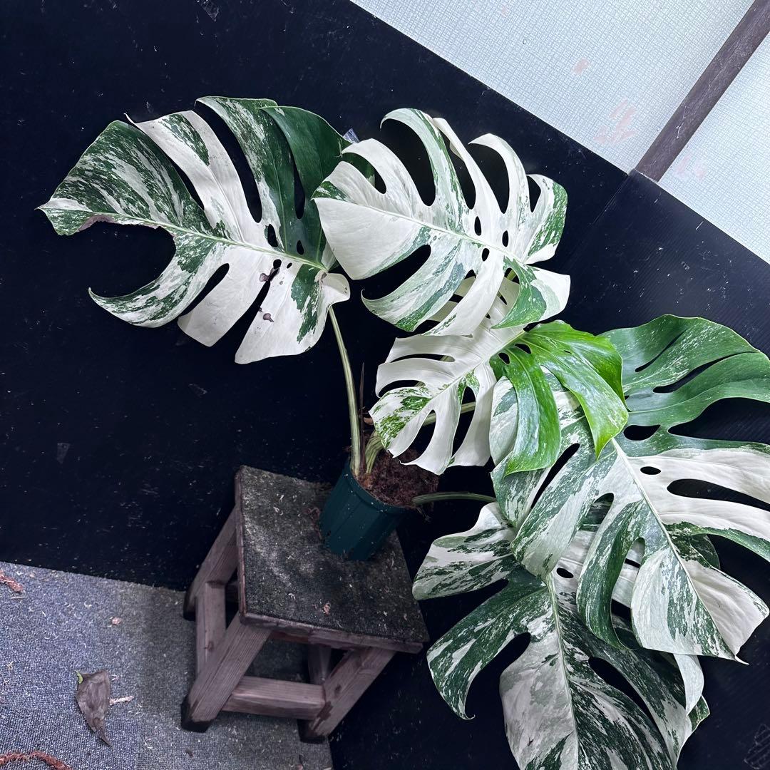 N*e様 斑入りモンステラ ホワイトタイガー極美大株58cm白斑多
