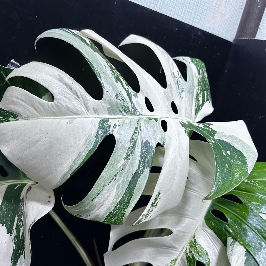 N*e様 斑入りモンステラ ホワイトタイガー極美大株58cm白斑多