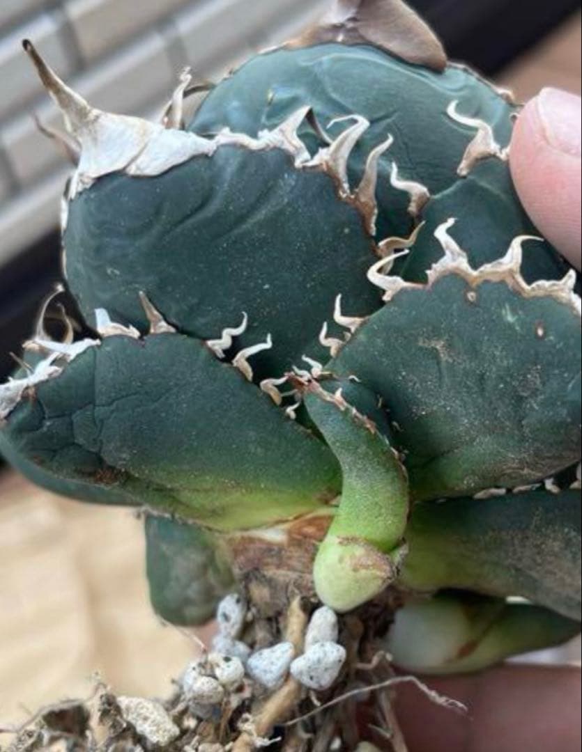 ま*ん様 アガベ　スーパーチタノタ　カクタスグリーン産　OC