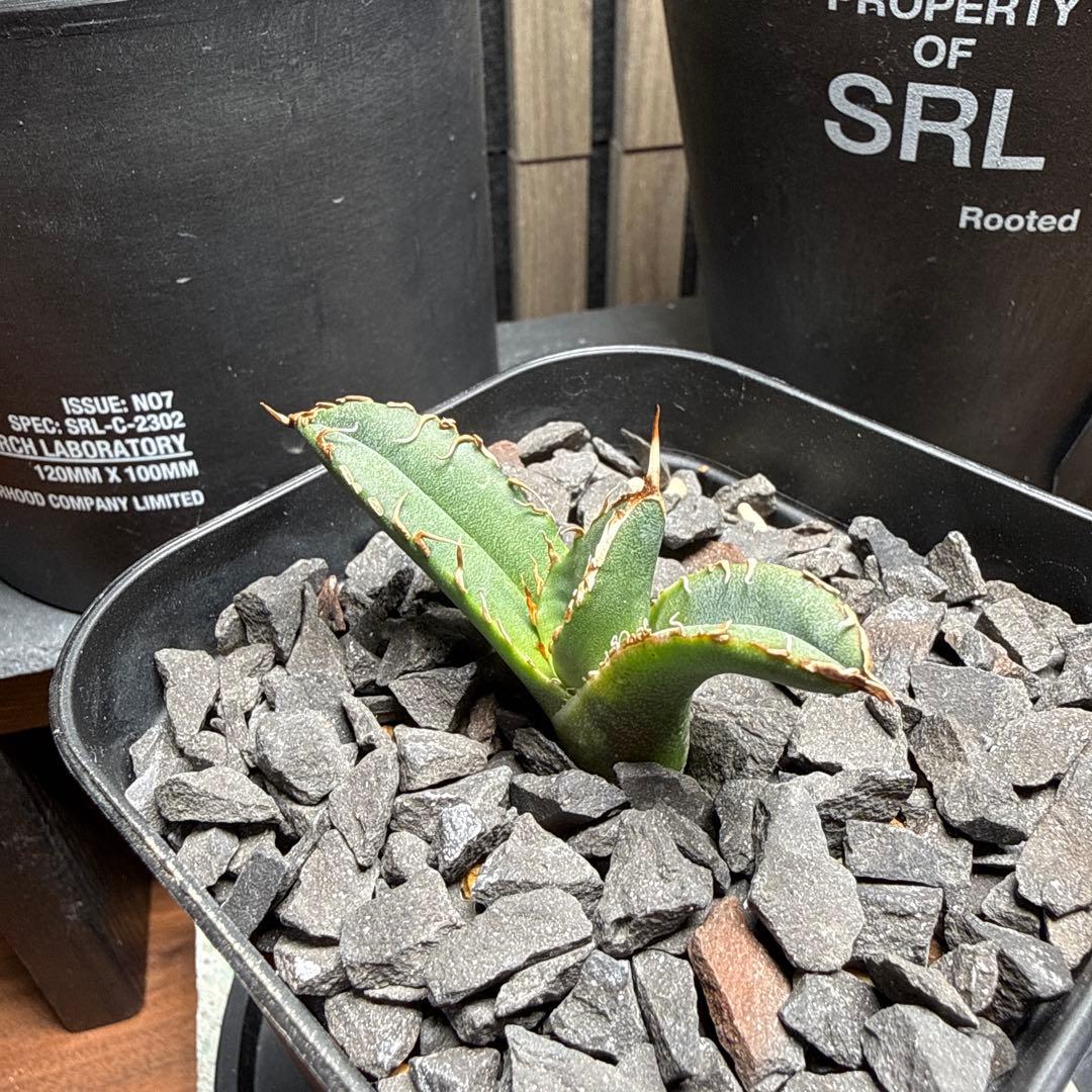 ま*ん様 アガベ　スーパーチタノタ　カクタスグリーン産　OC