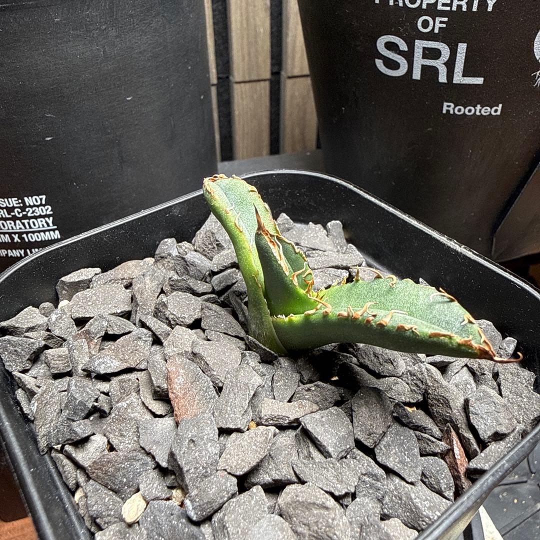 ま*ん様 アガベ　スーパーチタノタ　カクタスグリーン産　OC