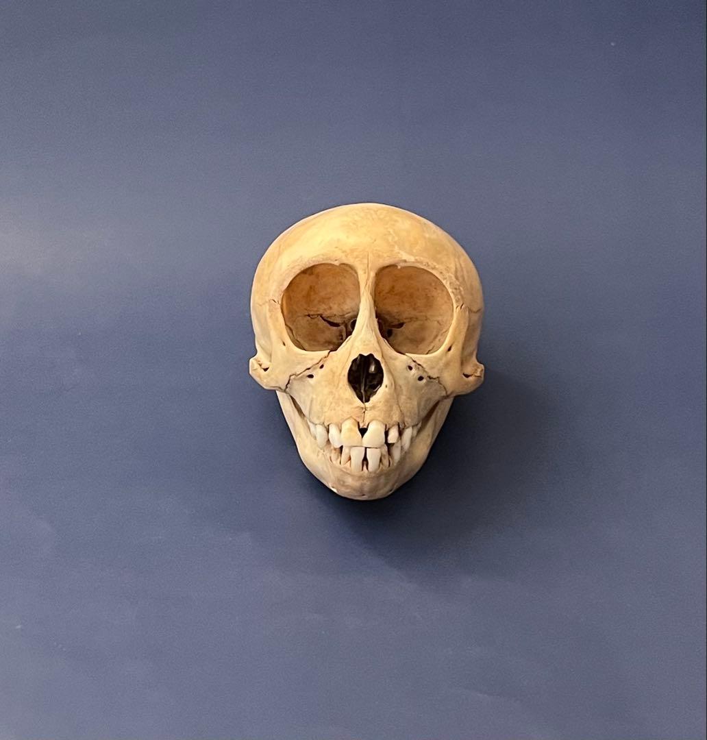 猿の頭蓋骨　骨格標本