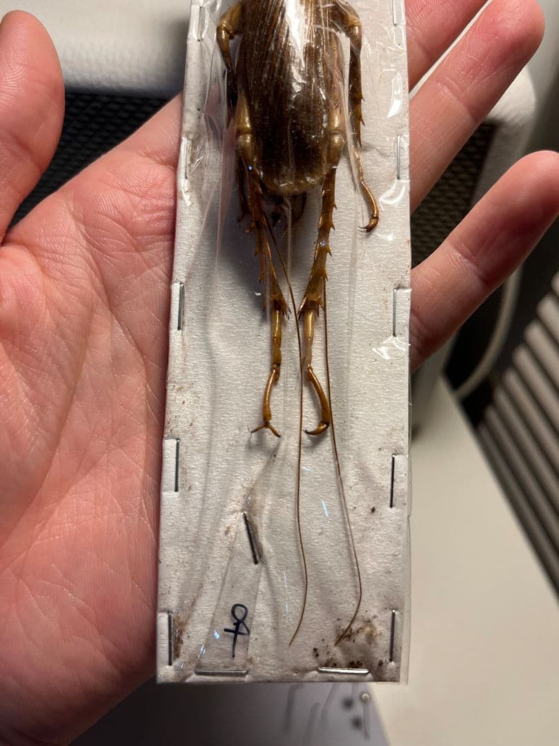 【82mm♀】リオック Sia ferox コロギス昆虫標本デュビアタランチュラ