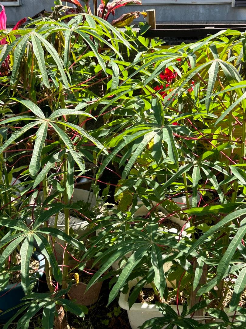 キャッサバ苗木『黄色甘味種』100本