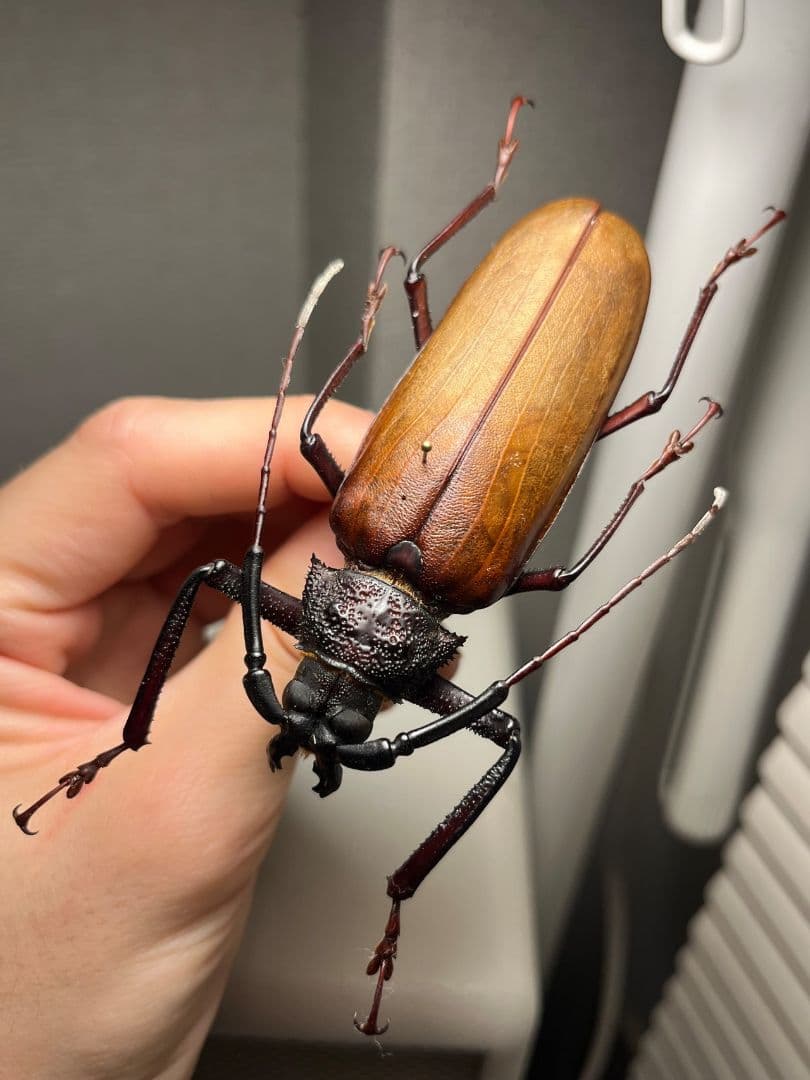 【84mm】コゲチャトゲフチオオウスバカミキリ 昆虫標本 ハナムグリカナブン