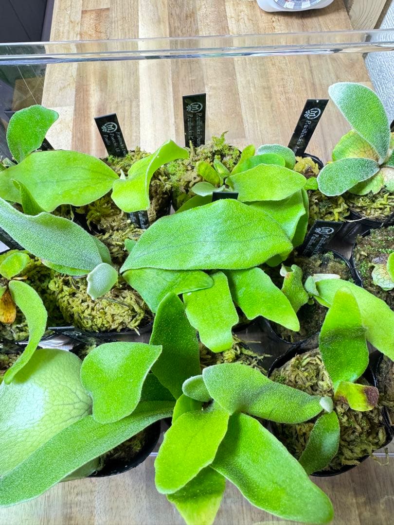 ビカクシダ　15種　⑥