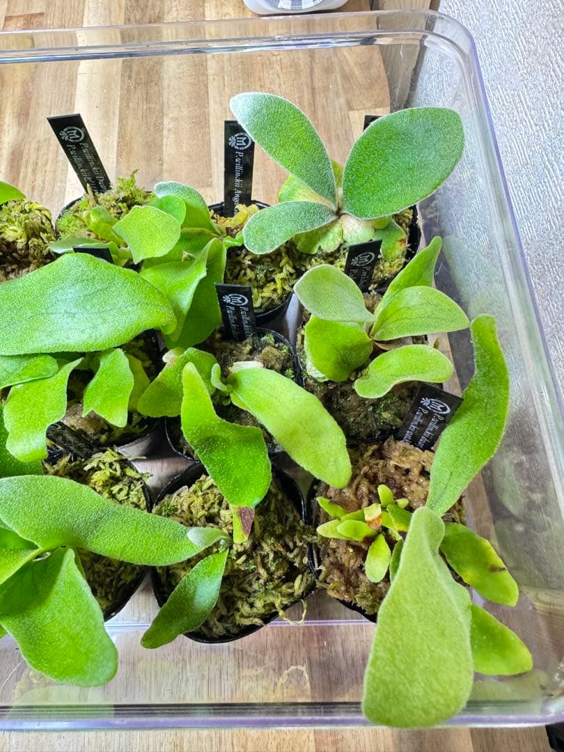 ビカクシダ　15種　⑥