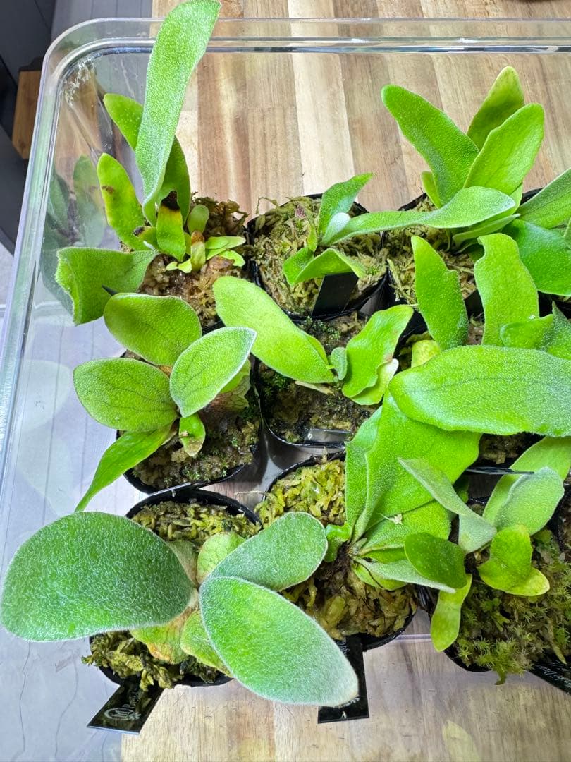 ビカクシダ　15種　⑥