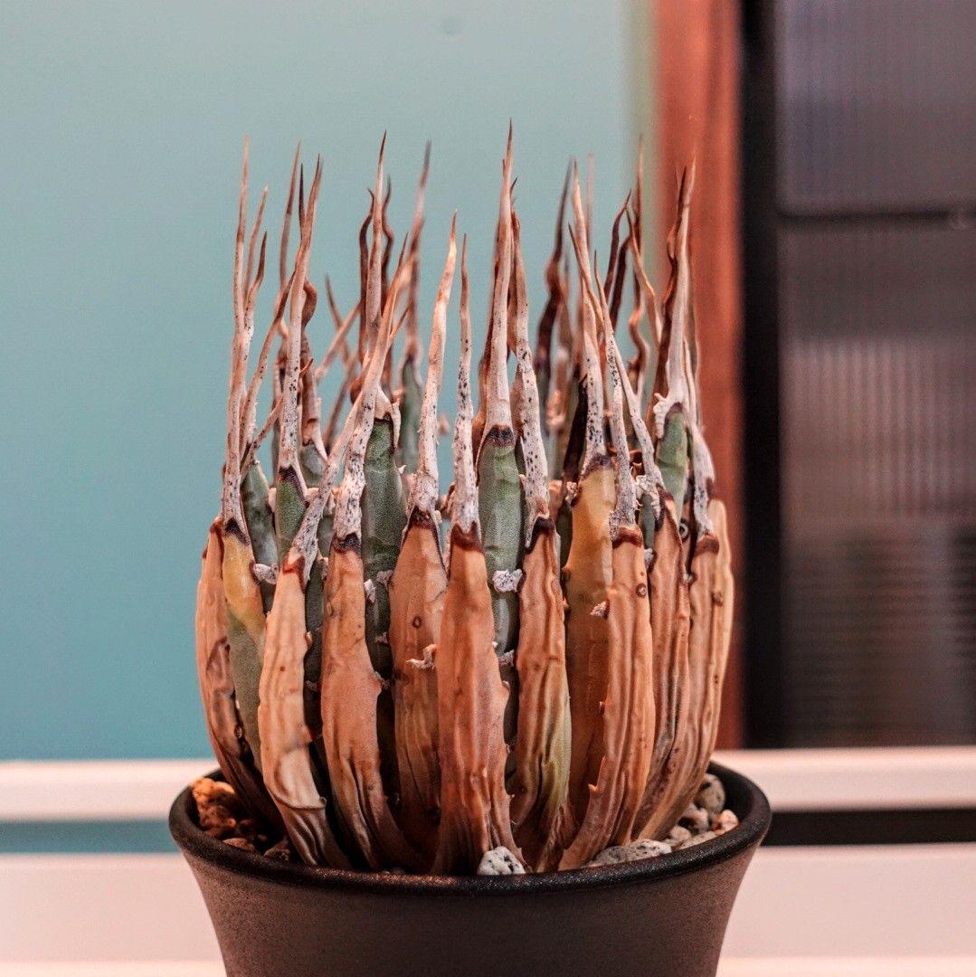 し*ん様 【発根済・3.5号サイズ】陽炎・エボリスピナ/鉢ごと発送