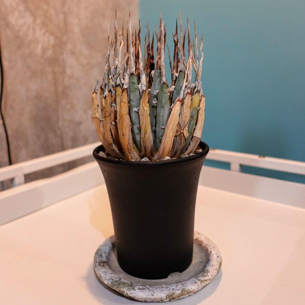 し*ん様 【発根済・3.5号サイズ】陽炎・エボリスピナ/鉢ごと発送