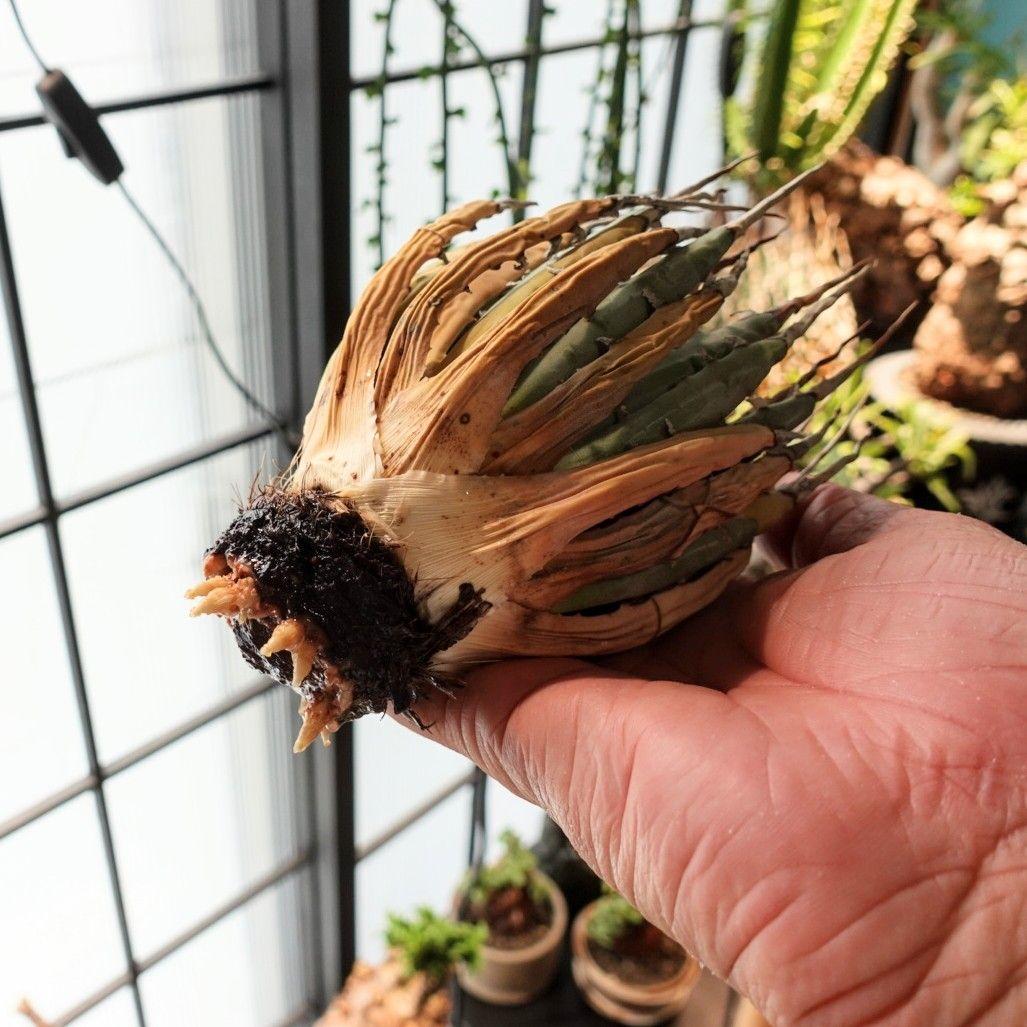 し*ん様 【発根済・3.5号サイズ】陽炎・エボリスピナ/鉢ごと発送