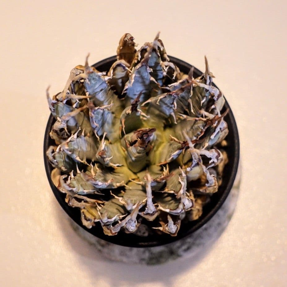 し*ん様 【発根済・3.5号サイズ】陽炎・エボリスピナ/鉢ごと発送