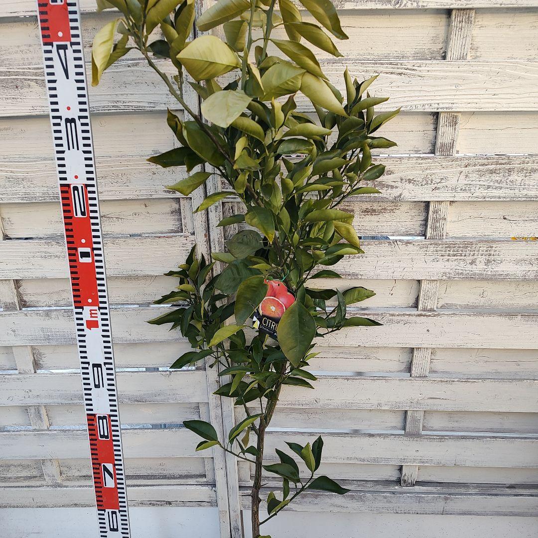 ブラッドオレンジ タロッコ 3年生 大苗