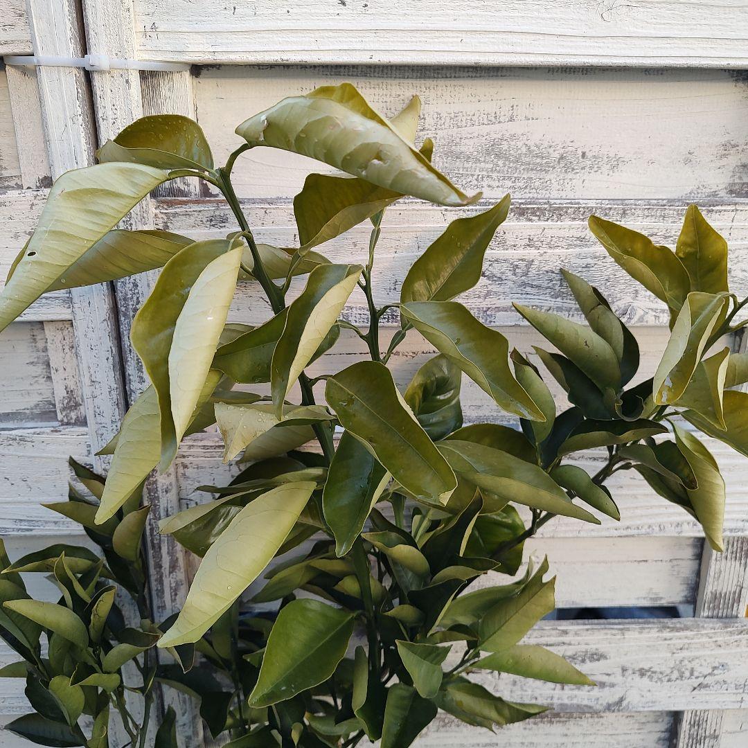 ブラッドオレンジ タロッコ 3年生 大苗