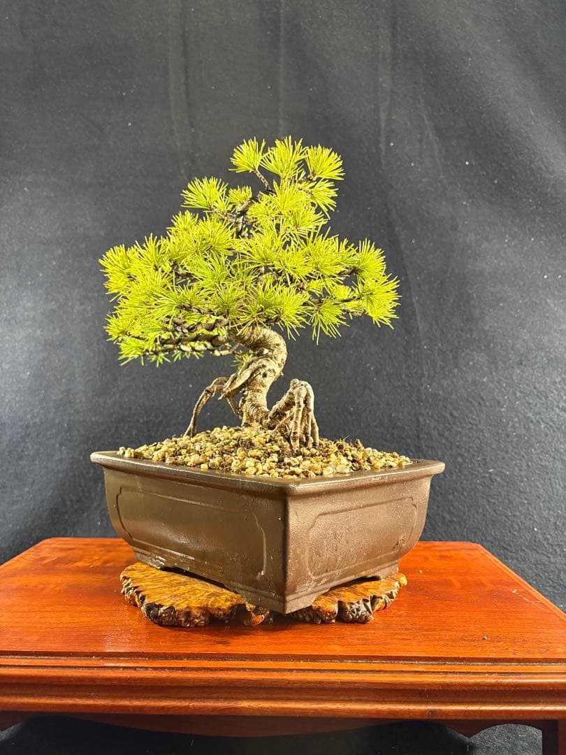 貴風盆栽、赤石五葉松、根上がり、模様木 目立った傷や汚れなし