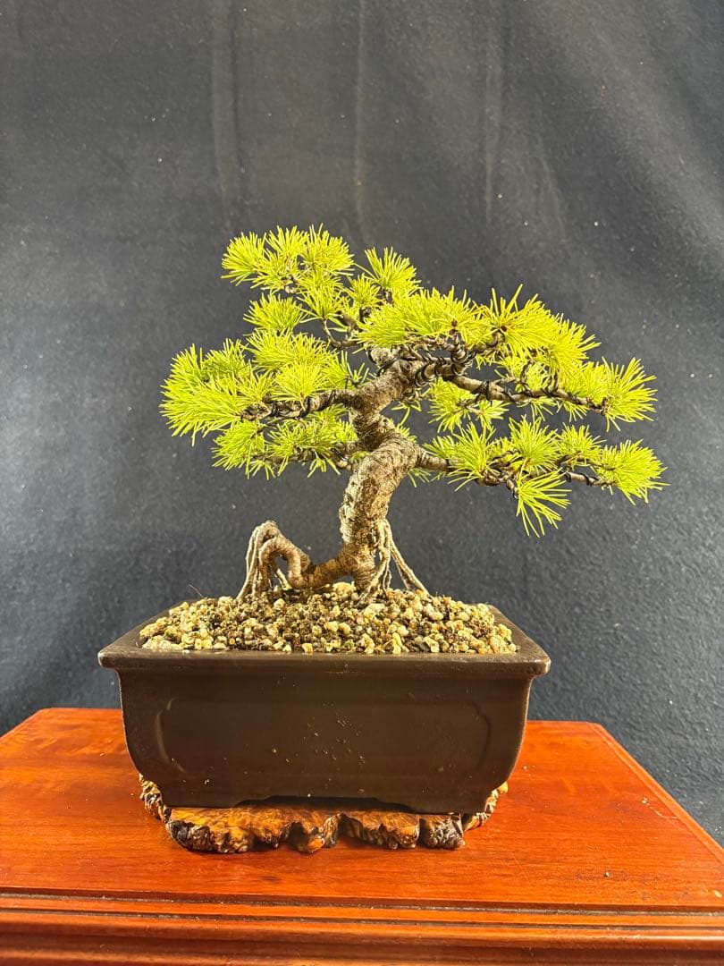 貴風盆栽、赤石五葉松、根上がり、模様木 目立った傷や汚れなし