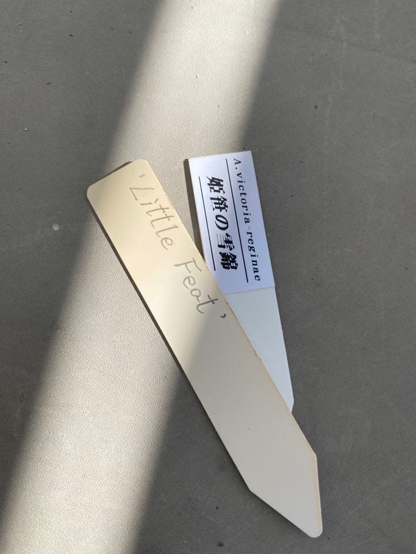 アガベ 'Little Feat' 姫笹の雪錦